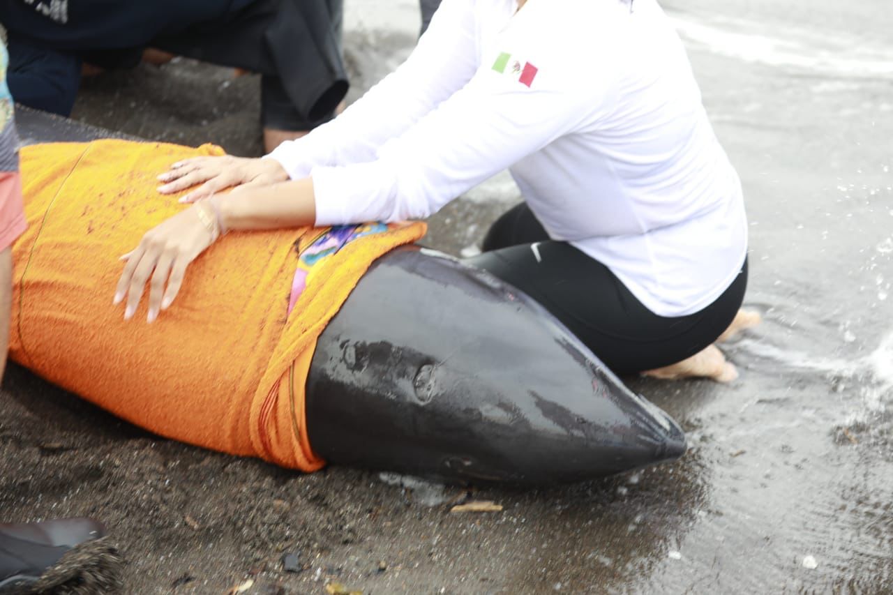 Estable con pronóstico reservado el delfín rescatado en las costas de Alvarado: Aquarium del Puerto de Veracruz