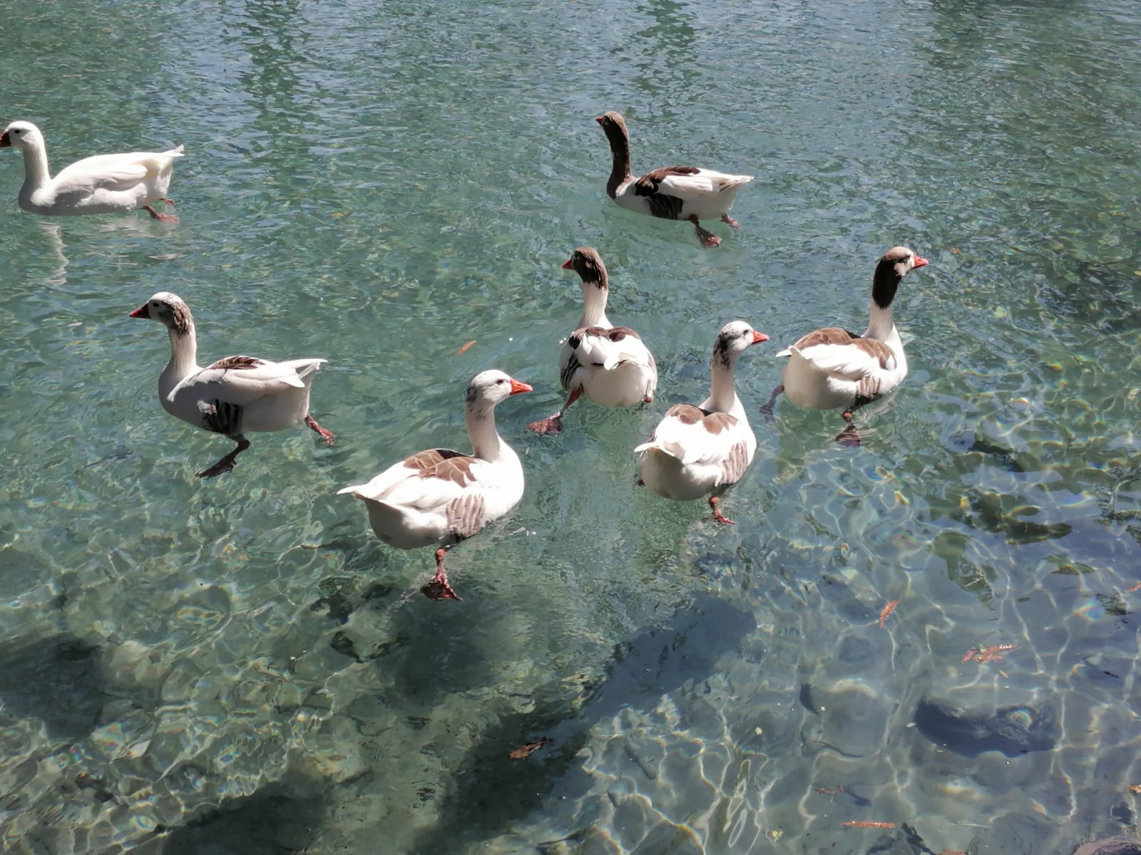 Los patos felices de la Laguna de Nogales Veracruz