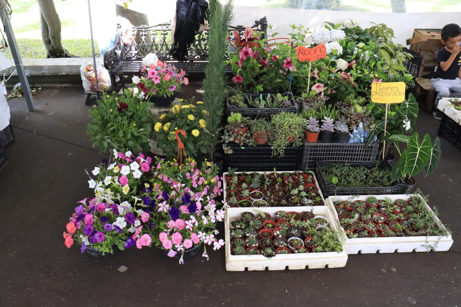 Invitan floricultores a expo-venta en conmemoración al 93 aniversario de fundación de Fortín