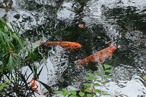 Estanque, de los sitios más visitados, en la Laguna de Nogales, Veracruz